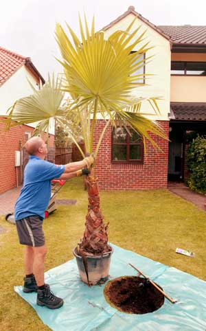 'Silver Service' palm planting ~ Tropical Landscapes