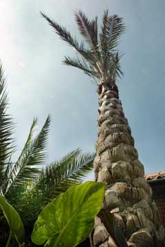 date palm