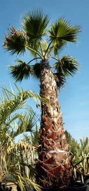 cotton palm