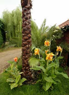 Tropical Landscapes