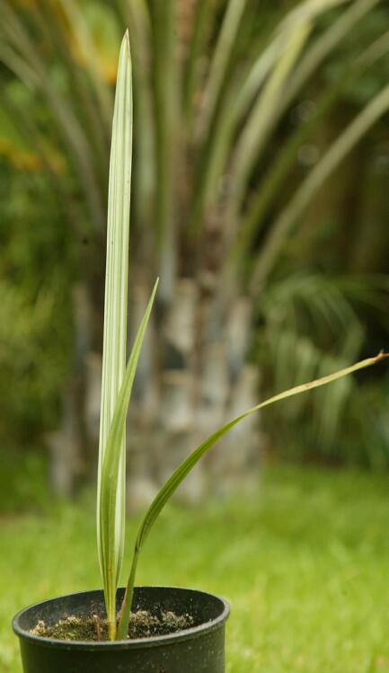 Date Palm 2 year old seedling