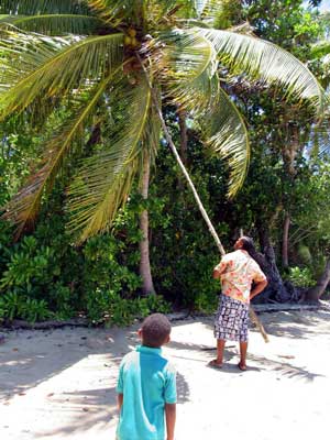 Fiji Picking Coconut Palm007