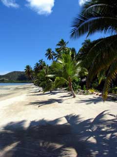 Fiji Coconut Palms008