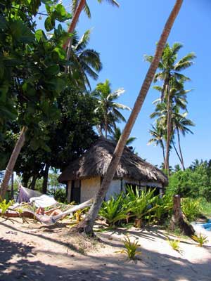 Fiji Coconut Palm09