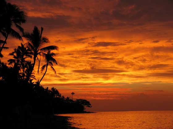 Fiji Coconut Palm Sunset010