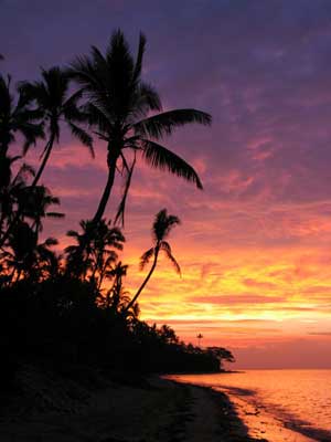 Fiji Coconut Palm Sunset011