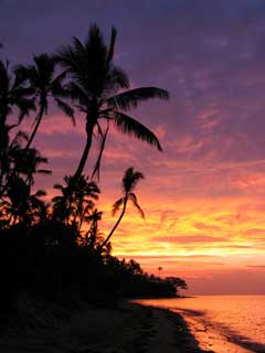 Fiji Coconut Palm Sunset011