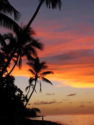 Fiji Coconut Palm Sunset014