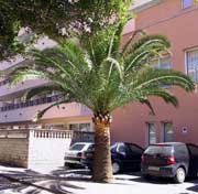 Canary Island Date Palm