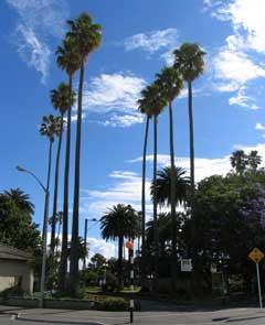 New Zealand Cotton Palms015