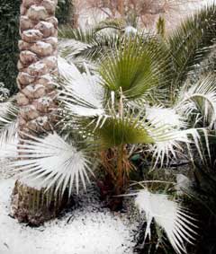 Palm trees in the snow, Essex, February 2006.