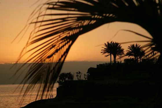 Tenerife Date Palms002