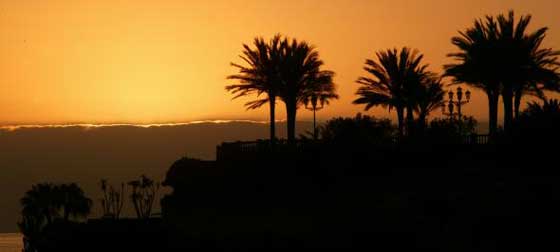 Tenerife Date Palms001