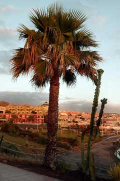 Tenerife Cotton Palm005