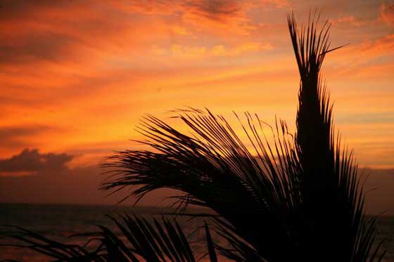 Tenerife Palm Sunset003