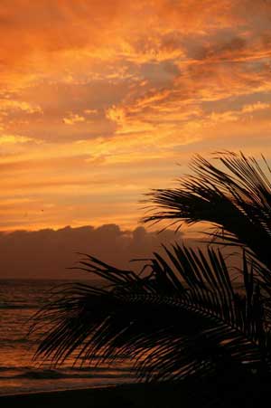 Tenerife Palm Sunset004